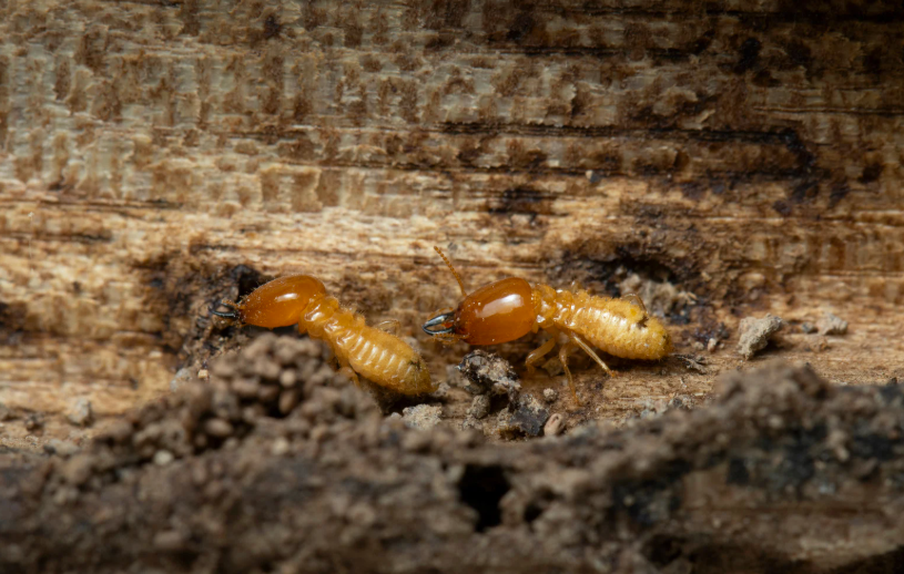 remèdes de grand-mère contre les termites