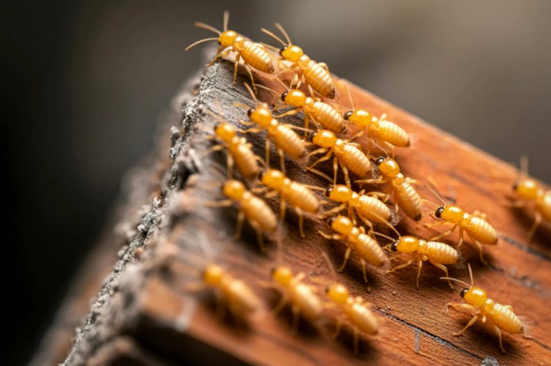 remèdes de grand-mère contre les termites