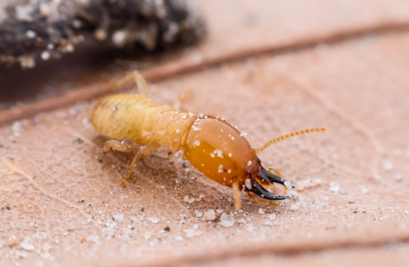 remèdes de grand-mère contre les termites