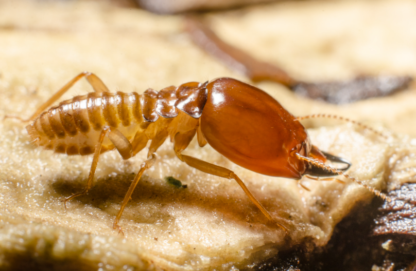remèdes de grand-mère contre les termites