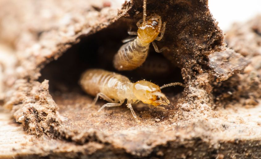 remede grand mere contre termite