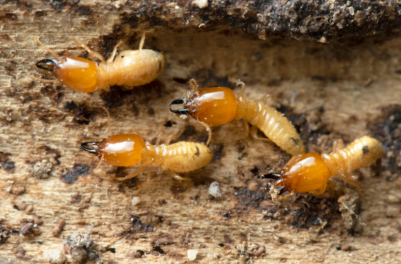 remèdes de grand-mère contre les termites