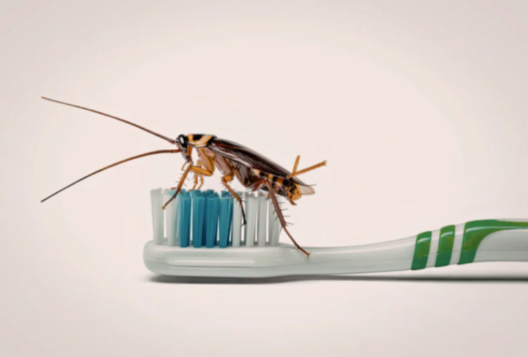 insectes qui ressemblent au cafard