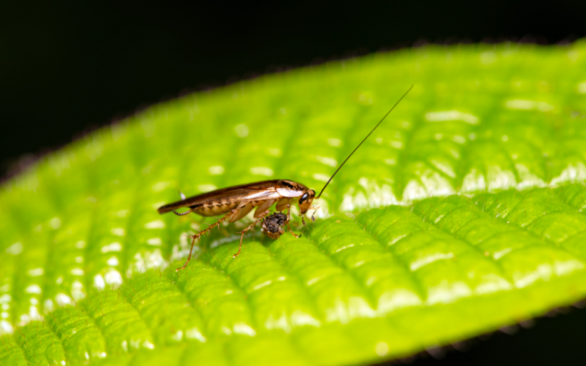La blatte de jardin (Ectobius)