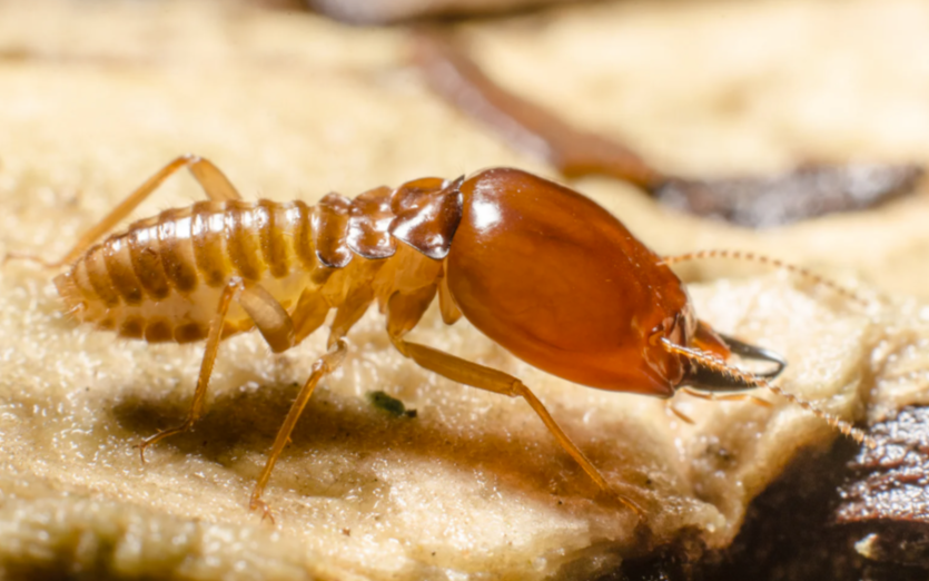 Les termites