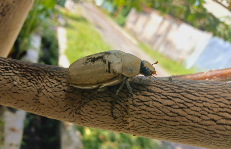 Les scarabées et hannetons