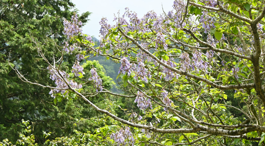 Le bois de paulownia